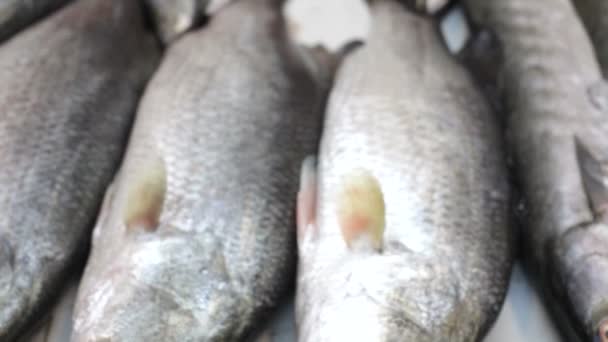 Rybí trh, Thajsko — Stock video