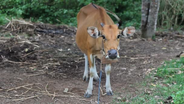 Корова, Азия — стоковое видео