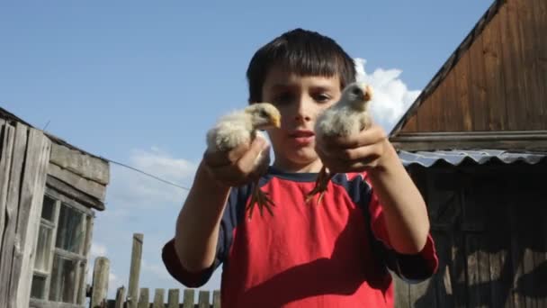 Junge und Hühner — Stockvideo