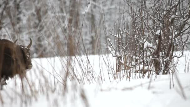 Bisonte en el invierno — Vídeos de Stock