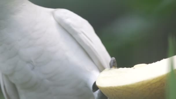 オウムの果物を食べる — ストック動画