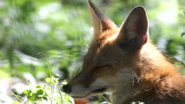 Zorro rojo en la vida silvestre (Vulpes vulpes ) — Vídeo de stock