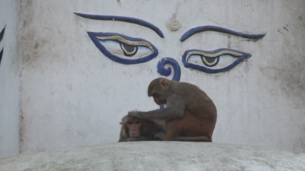 Maymun. Nepal. — Stok video