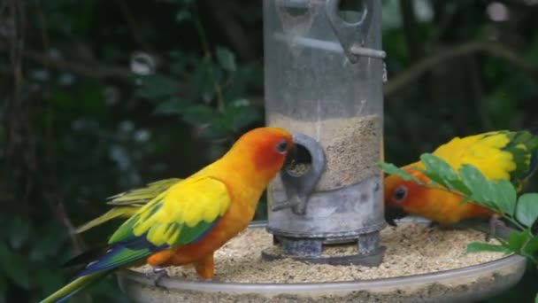 Loro en los trópicos — Vídeo de stock