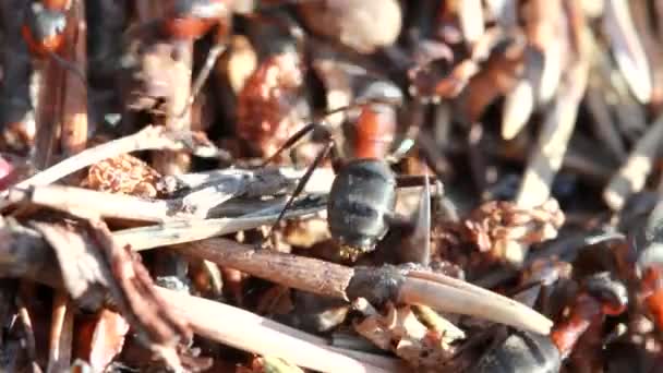 Hormigas, macro — Vídeos de Stock