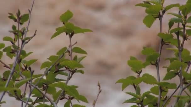 Gröna blad. floden. — Stockvideo