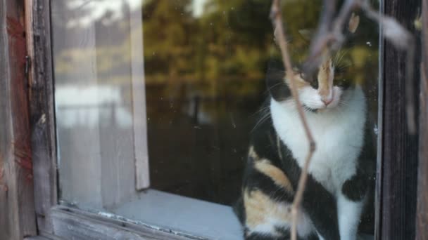 Le chat est assis à une fenêtre — Video