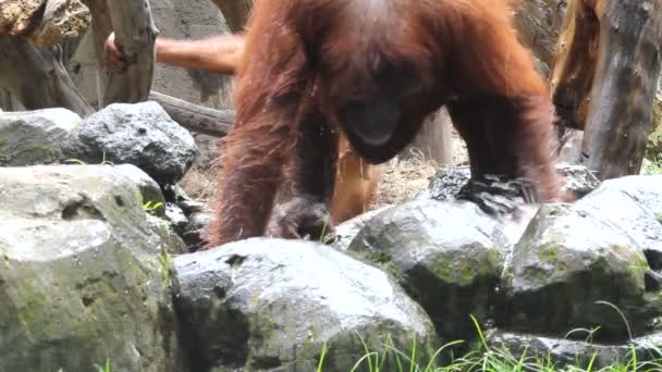 Orang utan — Stockvideo