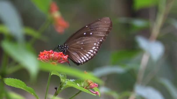 gros plan d'un papillon