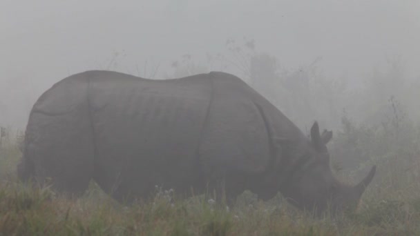 Indiano um rinoceronte chifre no parque nacional Royal Chitwan no Nepal — Vídeo de Stock