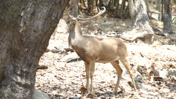 Red deer. góry. — Wideo stockowe