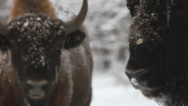 Bison in the winter — Stock Video