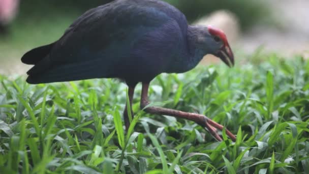 Purple Swamphen — Stock Video