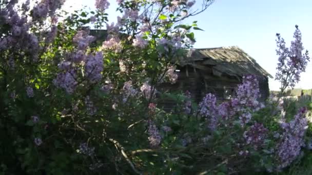 Primavera. Flores lila — Vídeos de Stock