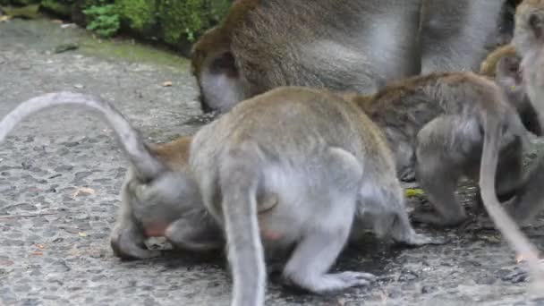 singes