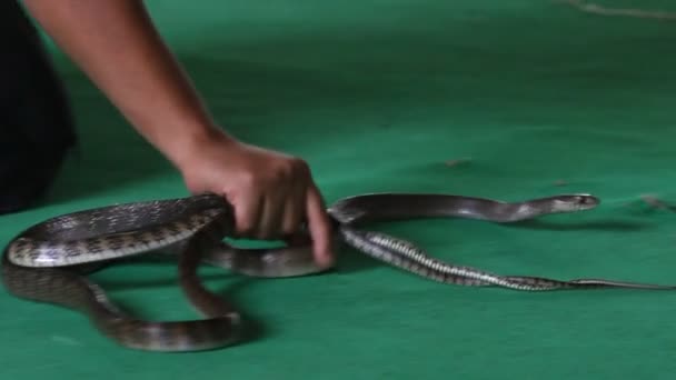 Orm handler med en giftig kobra visar sina tricks — Stockvideo
