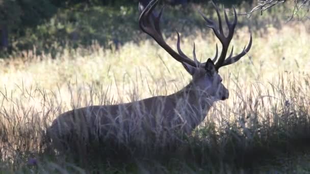 Red deer. góry. — Wideo stockowe