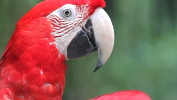 Parrots, close-up, portrait — Stock Video