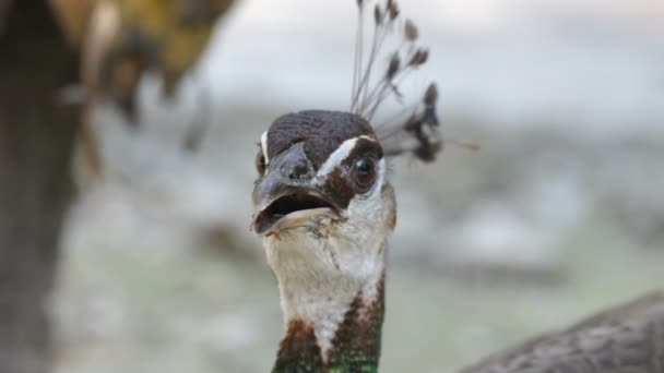 Pavo real — Vídeos de Stock