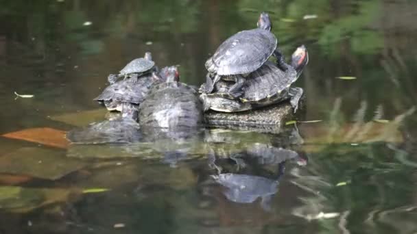 Schildpadden in water — Stockvideo