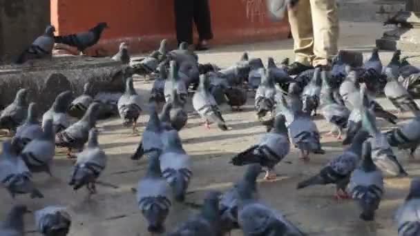 Pombos. Nepal . — Vídeo de Stock