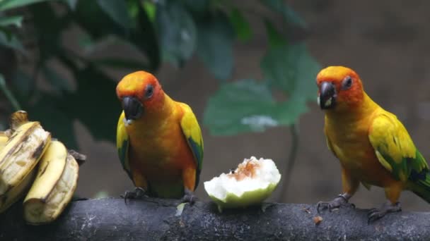 Papagaio come frutas — Vídeo de Stock