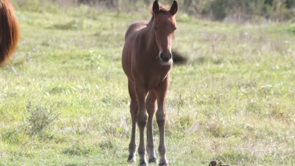 Paard in het veld — Stockvideo