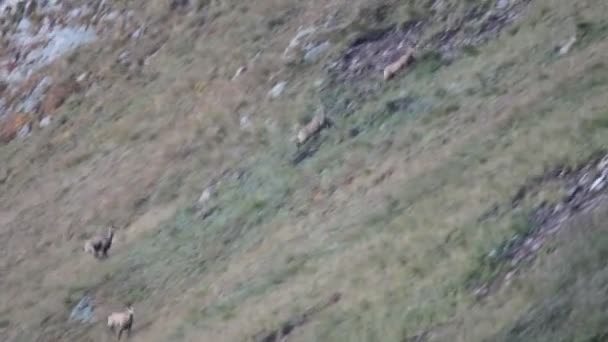 在山上的羚羊 — 图库视频影像