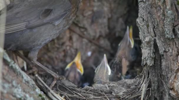 Gniazdo ouzel, baby ptaki, — Wideo stockowe