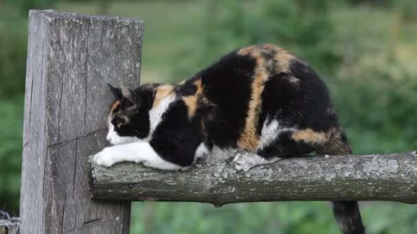 Gato arañando poste de madera — Vídeo de stock