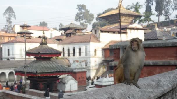 Monyet. Nepal . — Stok Video