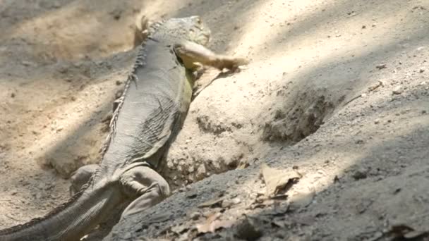 Iguana — Stockvideo