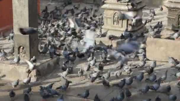 Pigeons. Nepal. — Stock Video