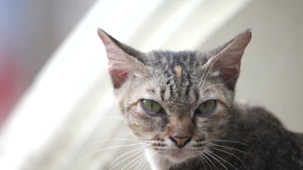 Chat sans abri 