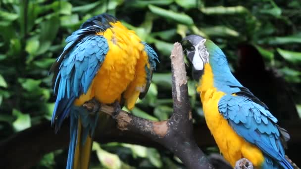 Parrots, close-up, portrait — Stock Video