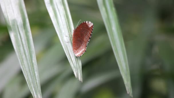 Schmetterling aus nächster Nähe — Stockvideo