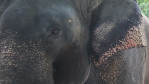 Слон — стоковое видео