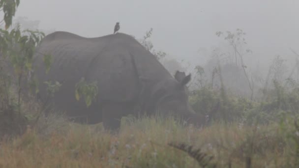 Intialainen sarvikuono Chitwanin kansallispuistossa Nepalissa — kuvapankkivideo