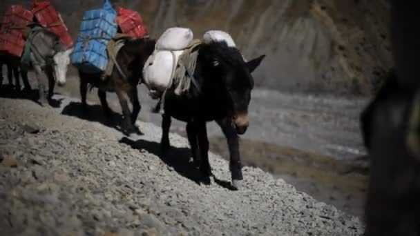 Burro em montanhas — Vídeo de Stock