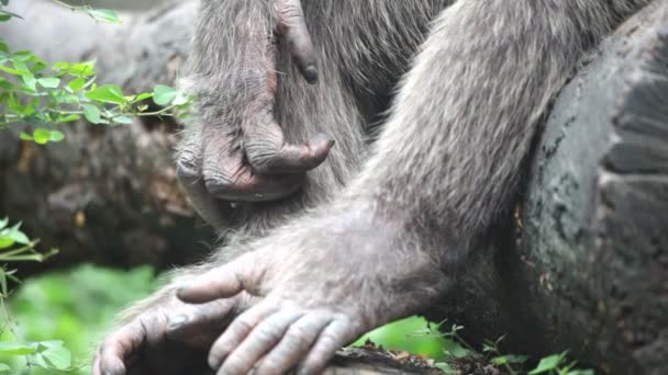 圈养黑猩猩 — 图库视频影像
