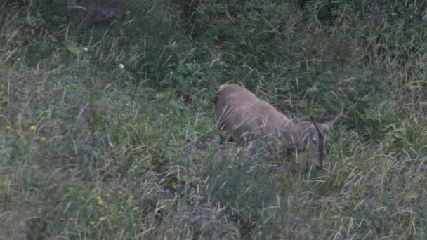 Red deer. Mountains. — Stock Video