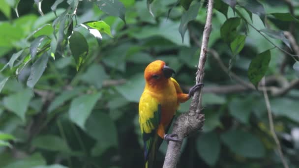 Papegaai in de tropen — Stockvideo