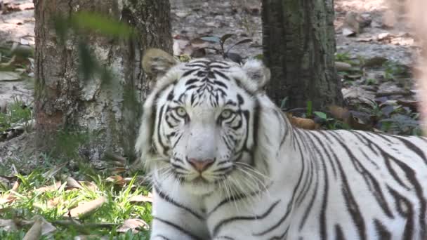 Aziatische witte tijger — Stockvideo