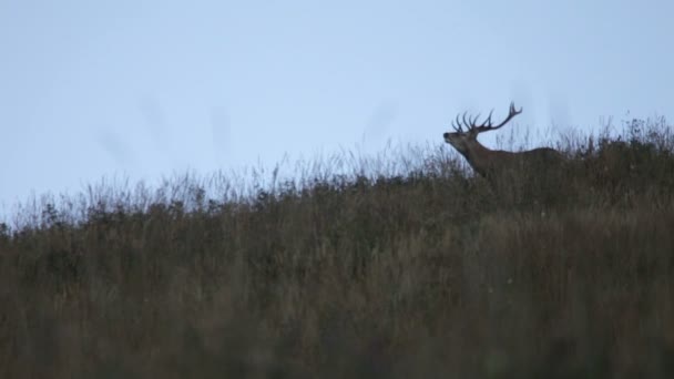 Red deer. Mountains. — Stock Video