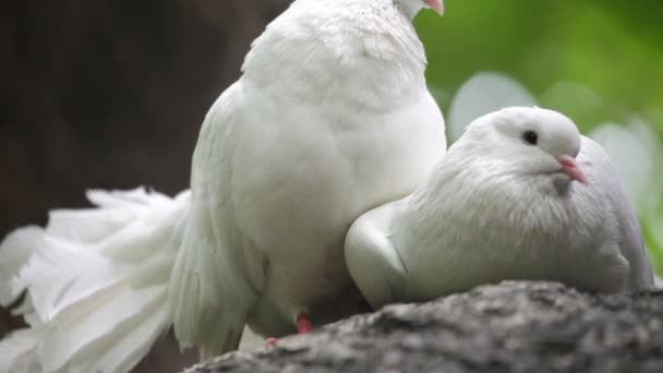 Amor e Pombos — Vídeo de Stock