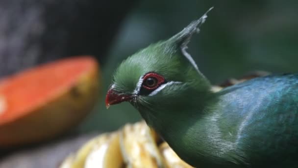 Aves tropicales comiendo plátano — Vídeos de Stock