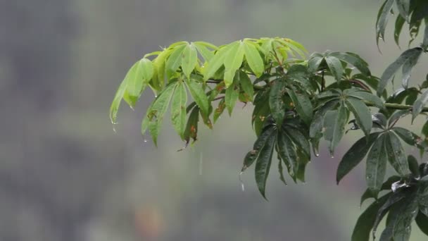 Chuva tropical — Vídeo de Stock