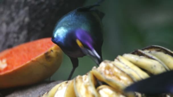 Uccello tropicale che mangia banana — Video Stock
