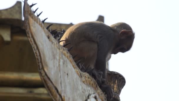 Mono. Nepal . — Vídeos de Stock