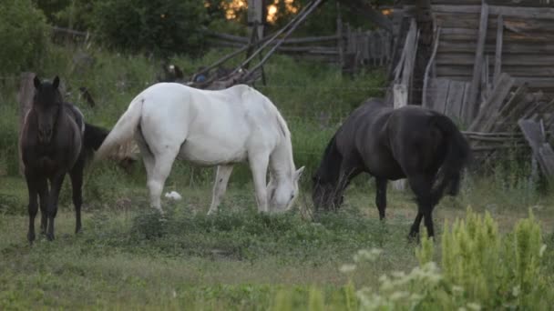 Chevaux